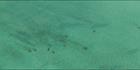 Dugongs - Great Sandy Strait - Fraser Island - QLD (PBH4 00 17849)